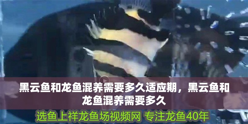 黑云魚和龍魚混養需要多久適應期，黑云魚和龍魚混養需要多久