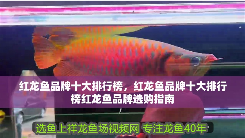 紅龍魚品牌十大排行榜，紅龍魚品牌十大排行榜紅龍魚品牌選購(gòu)指南