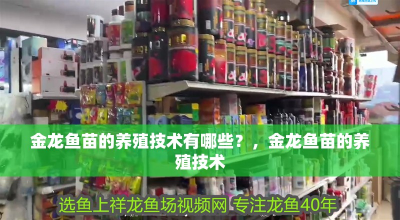 金龍魚苗的養殖技術有哪些？，金龍魚苗的養殖技術