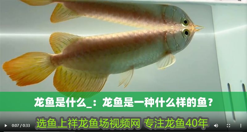 龍魚是什么_：龍魚是一種什么樣的魚？