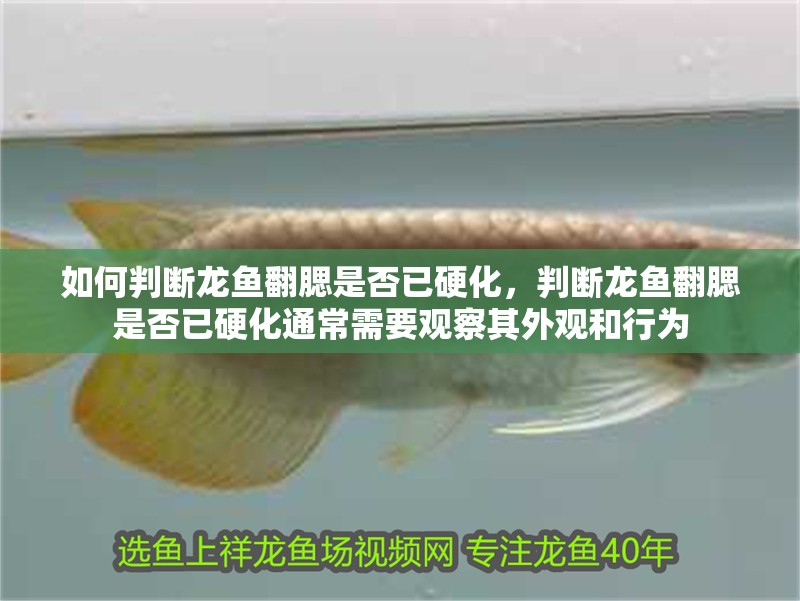 如何判斷龍魚翻腮是否已硬化，判斷龍魚翻腮是否已硬化通常需要觀察其外觀和行為