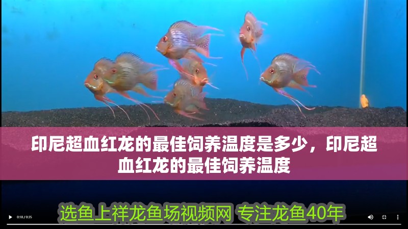 印尼超血紅龍的最佳飼養溫度是多少，印尼超血紅龍的最佳飼養溫度