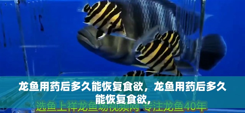 龍魚用藥后多久能恢復(fù)食欲，龍魚用藥后多久能恢復(fù)食欲,