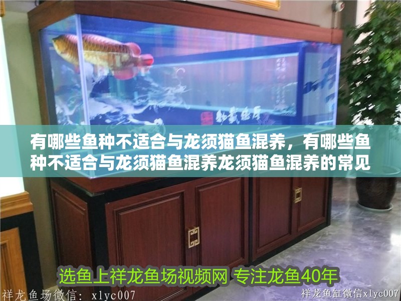 有哪些魚種不適合與龍須貓魚混養，有哪些魚種不適合與龍須貓魚混養龍須貓魚混養的常見品種