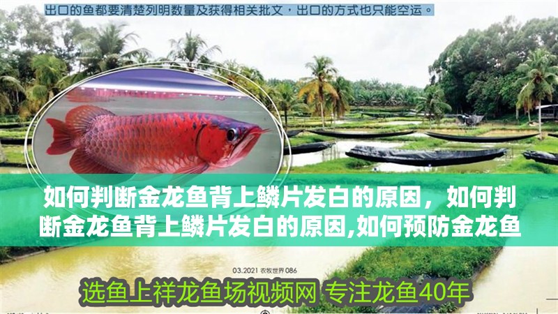 如何判斷金龍魚背上鱗片發白的原因，如何判斷金龍魚背上鱗片發白的原因,如何預防金龍魚背上鱗片發白