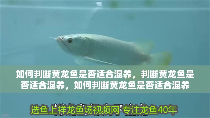 如何判斷黃龍魚(yú)是否適合混養(yǎng)，判斷黃龍魚(yú)是否適合混養(yǎng)，如何判斷黃龍魚(yú)是否適合混養(yǎng)