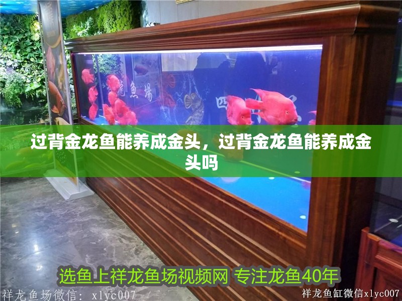 過背金龍魚能養成金頭，過背金龍魚能養成金頭嗎