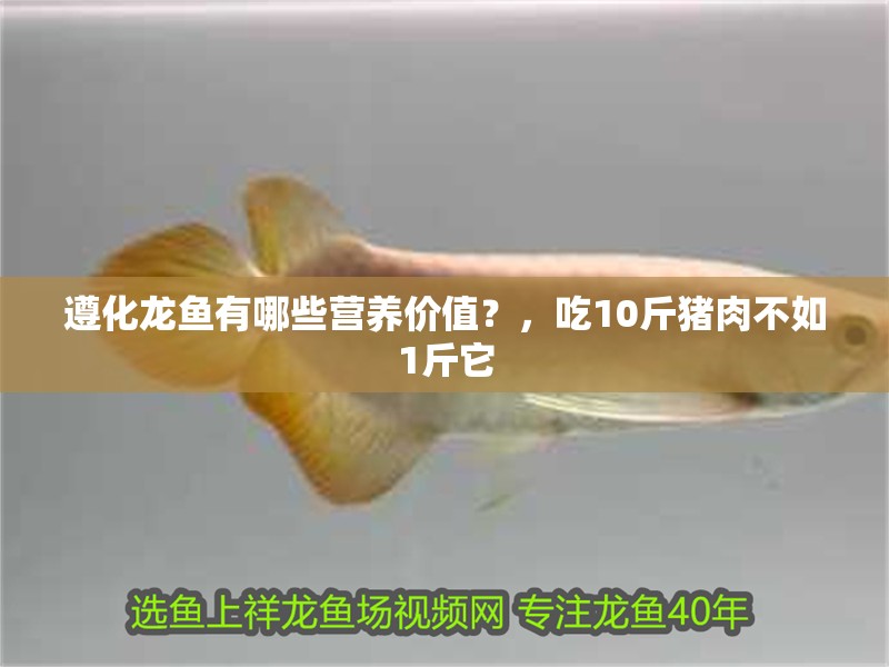 遵化龍魚有哪些營養(yǎng)價(jià)值？，吃10斤豬肉不如1斤它