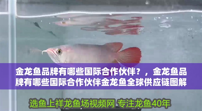 金龍魚品牌有哪些國際合作伙伴？，金龍魚品牌有哪些國際合作伙伴金龍魚全球供應鏈圖解