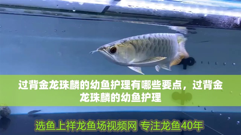 過背金龍珠麟的幼魚護理有哪些要點，過背金龍珠麟的幼魚護理