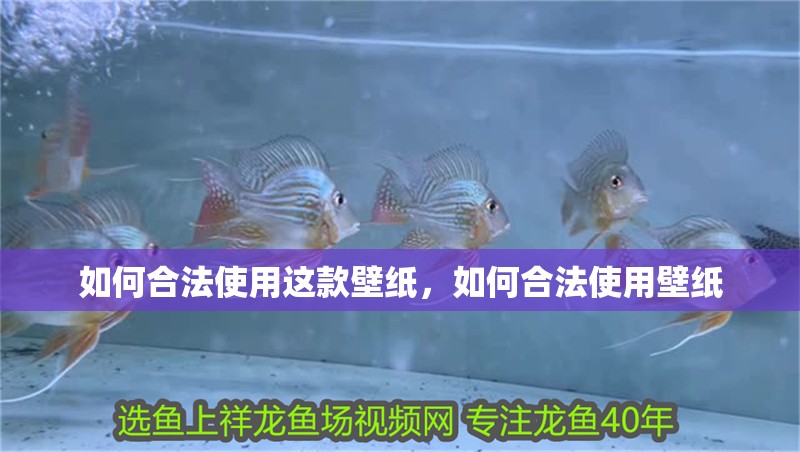 如何合法使用這款壁紙，如何合法使用壁紙