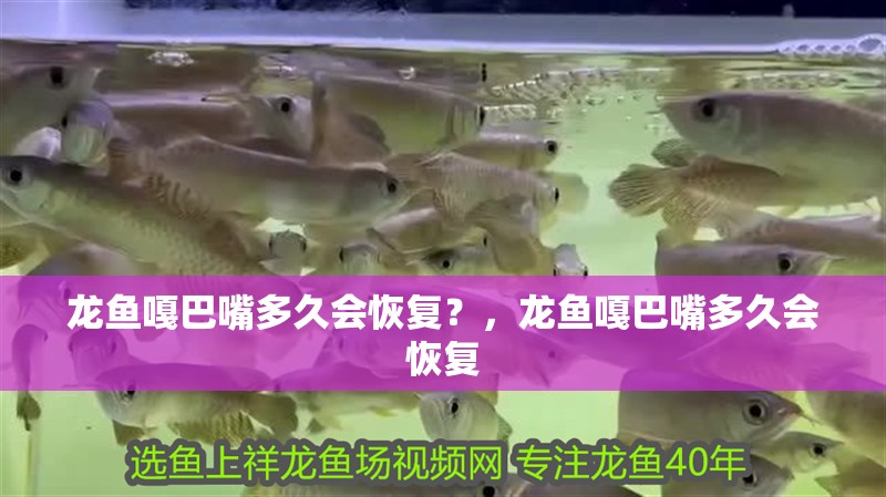 龍魚嘎巴嘴多久會恢復？，龍魚嘎巴嘴多久會恢復