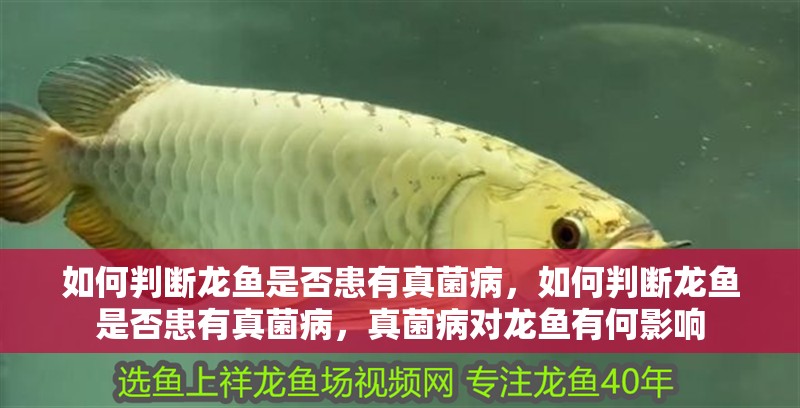 如何判斷龍魚是否患有真菌病，如何判斷龍魚是否患有真菌病，真菌病對(duì)龍魚有何影響