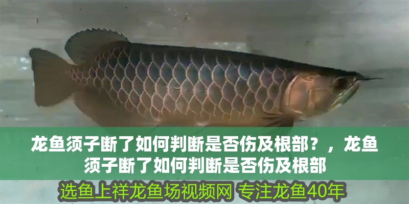 龍魚須子斷了如何判斷是否傷及根部？，龍魚須子斷了如何判斷是否傷及根部