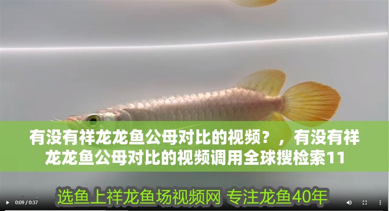 有沒有祥龍龍魚公母對比的視頻？，有沒有祥龍龍魚公母對比的視頻調(diào)用全球搜檢索11