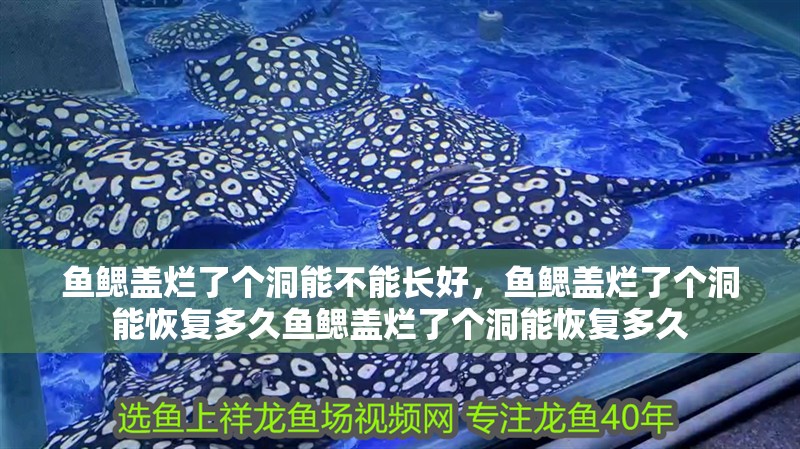 魚鰓蓋爛了個洞能不能長好，魚鰓蓋爛了個洞能恢復多久魚鰓蓋爛了個洞能恢復多久