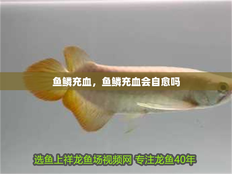 魚鱗充血，魚鱗充血會(huì)自愈嗎