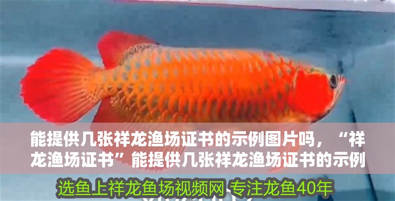 能提供幾張祥龍漁場證書的示例圖片嗎，“祥龍漁場證書”能提供幾張祥龍漁場證書的示例圖片嗎