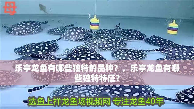 樂亭龍魚有哪些獨(dú)特的品種？，樂亭龍魚有哪些獨(dú)特特征？