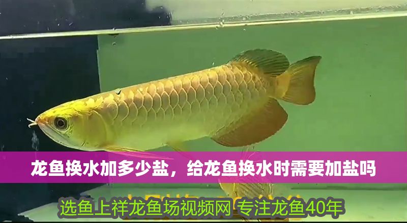 龍魚換水加多少鹽,給龍魚換水時需要加鹽嗎 龍魚百科 第2張 龍魚換水加多少鹽,給龍魚換水時需要加鹽嗎 龍魚換水加多少鹽,給龍魚換水時需要加鹽嗎 龍魚百科 第2張