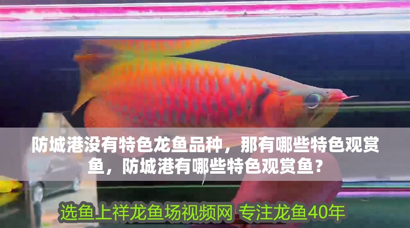 防城港沒有特色龍魚品種，那有哪些特色觀賞魚，防城港有哪些特色觀賞魚？