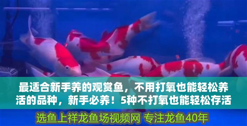 最適合新手養的觀賞魚，不用打氧也能輕松養活的品種，新手必養！5種不打氧也能輕松存活的觀賞魚推薦