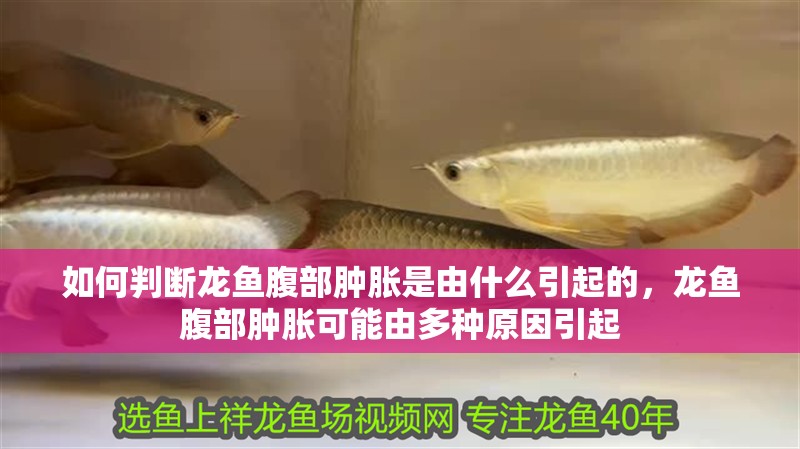 如何判斷龍魚腹部腫脹是由什么引起的，龍魚腹部腫脹可能由多種原因引起