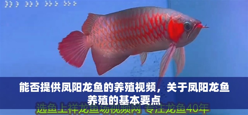 能否提供鳳陽龍魚的養殖視頻，關于鳳陽龍魚養殖的基本要點