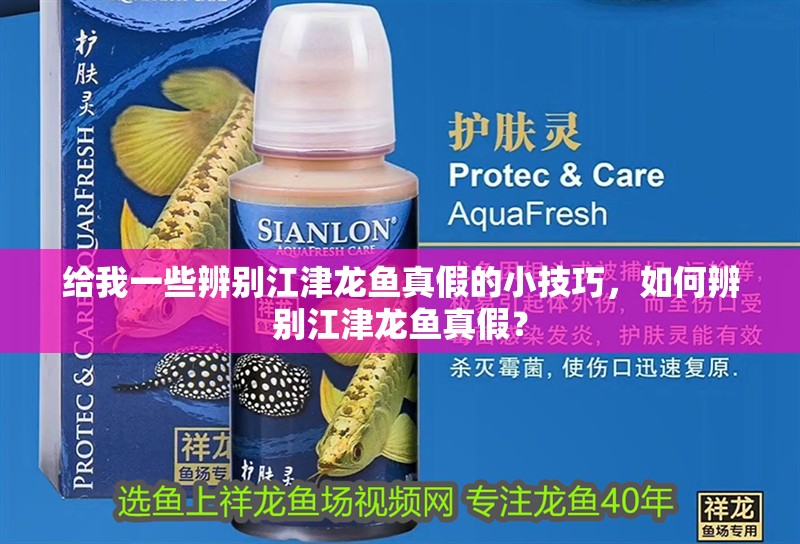 給我一些辨別江津龍魚真假的小技巧，如何辨別江津龍魚真假？