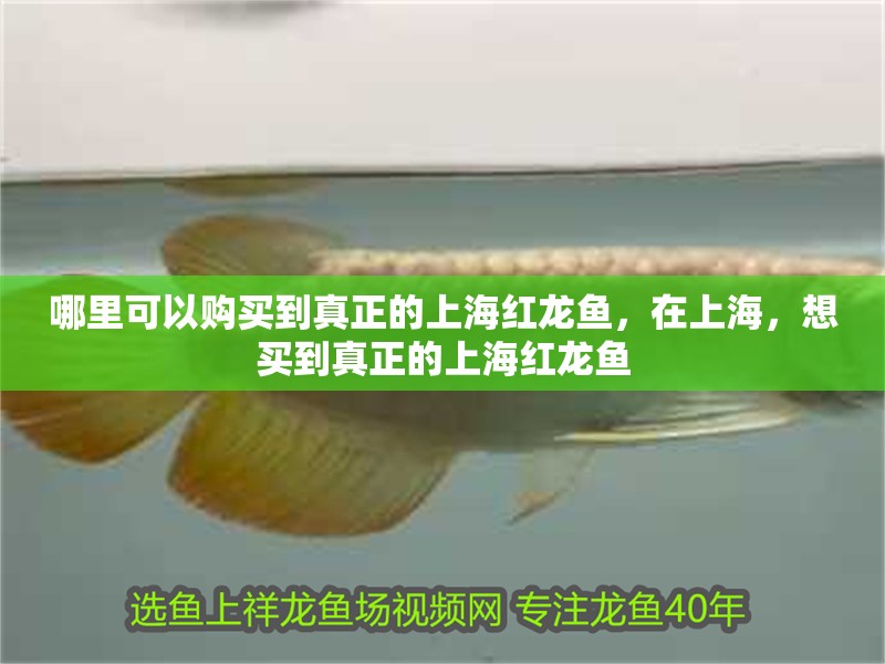 哪里可以購(gòu)買(mǎi)到真正的上海紅龍魚(yú)，在上海，想買(mǎi)到真正的上海紅龍魚(yú)