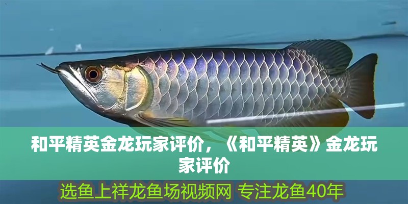 和平精英金龍玩家評價，《和平精英》金龍玩家評價