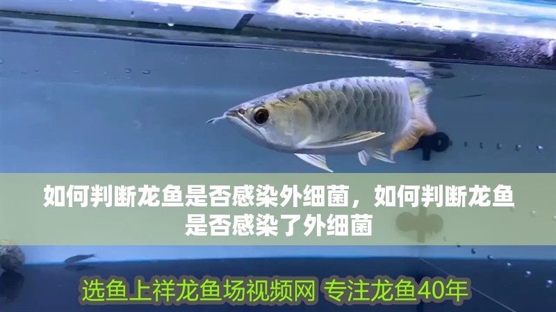 如何判斷龍魚是否感染外細菌，如何判斷龍魚是否感染了外細菌