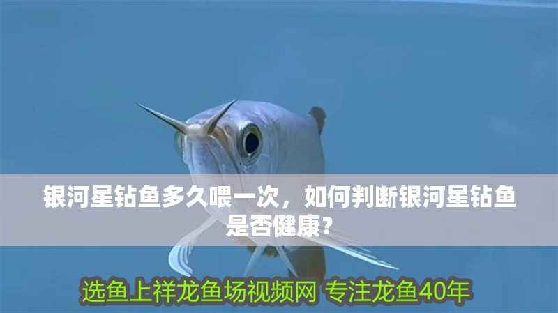 銀河星鉆魚多久喂一次，如何判斷銀河星鉆魚是否健康？