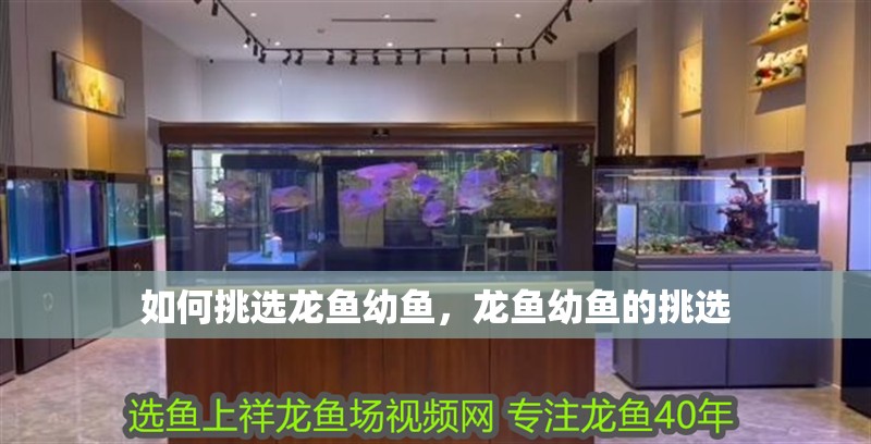 如何挑選龍魚(yú)幼魚(yú)，龍魚(yú)幼魚(yú)的挑選