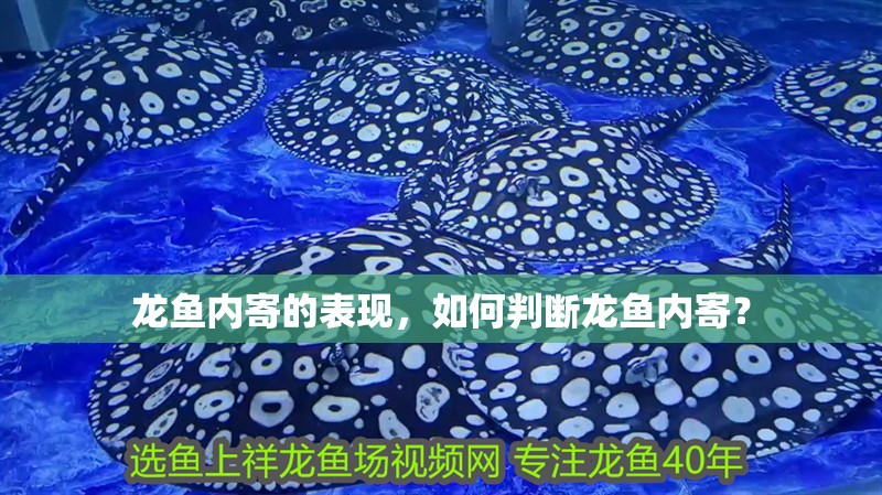 龍魚內(nèi)寄的表現(xiàn)，如何判斷龍魚內(nèi)寄？