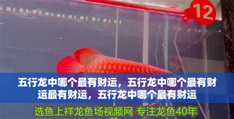 五行龍中哪個最有財運，五行龍中哪個最有財運最有財運，五行龍中哪個最有財運