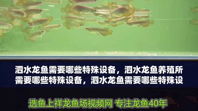 泗水龍魚需要哪些特殊設備，泗水龍魚養殖所需要哪些特殊設備，泗水龍魚需要哪些特殊設備