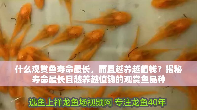 什么觀賞魚壽命最長，而且越養越值錢？揭秘壽命最長且越養越值錢的觀賞魚品種 什么觀賞魚壽命最長，而且越養越值錢？揭秘壽命最長且越養越值錢的觀賞魚品種 龍魚百科 第1張