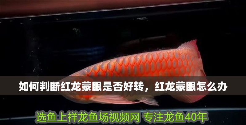 如何判斷紅龍蒙眼是否好轉，紅龍蒙眼怎么辦