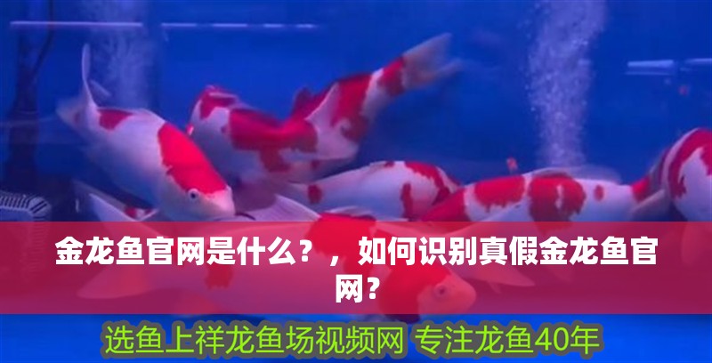 金龍魚官網是什么？，如何識別真假金龍魚官網？