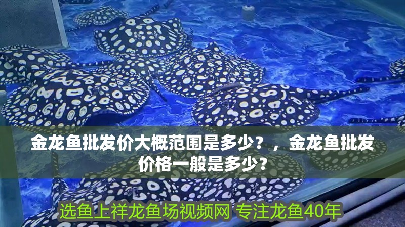 金龍魚批發價大概范圍是多少？，金龍魚批發價格一般是多少？