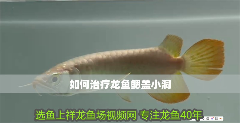 如何治療龍魚鰓蓋小洞
