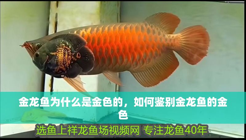 金龍魚為什么是金色的，如何鑒別金龍魚的金色