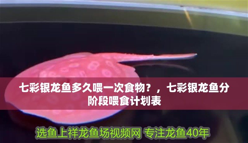 七彩銀龍魚多久喂一次食物？，七彩銀龍魚分階段喂食計劃表