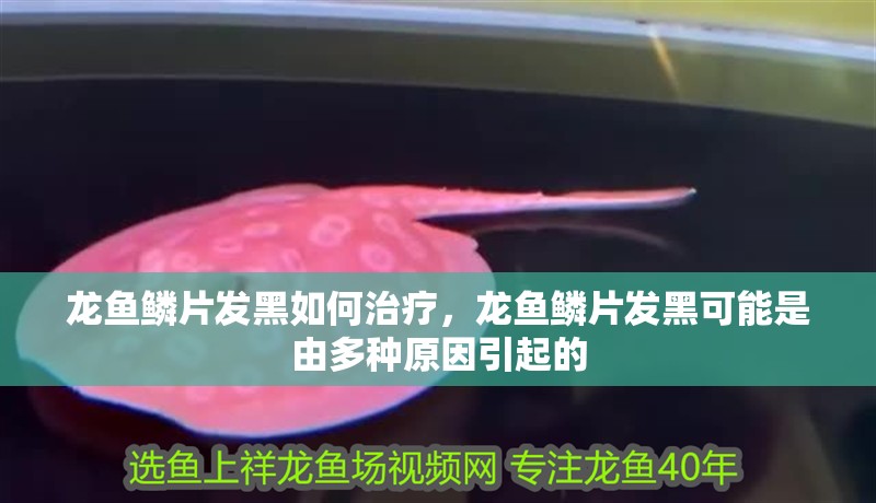 龍魚鱗片發黑如何治療，龍魚鱗片發黑可能是由多種原因引起的