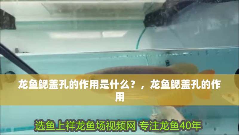 龍魚鰓蓋孔的作用是什么？，龍魚鰓蓋孔的作用