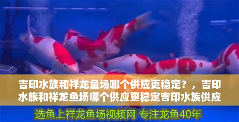 吉印水族和祥龍魚場哪個供應更穩定？，吉印水族和祥龍魚場哪個供應更穩定吉印水族供應穩定性