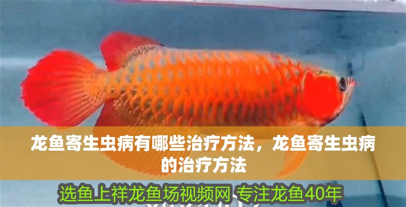 龍魚寄生蟲病有哪些治療方法，龍魚寄生蟲病的治療方法