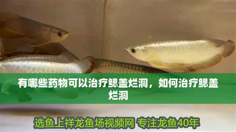 有哪些藥物可以治療鰓蓋爛洞，如何治療鰓蓋爛洞