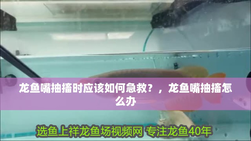 龍魚嘴抽搐時應該如何急救？，龍魚嘴抽搐怎么辦